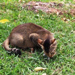 Cats will be cats; killing the native wildlife