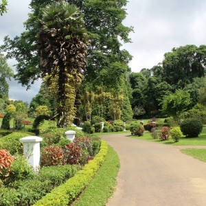 Peradeniya Botanical Gardens.  Largest in Sri Lanka