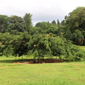 Giant Javan Fig