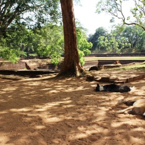 Dogs sleeping in the shade of the gardens