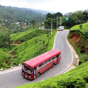 Winding roads through tea plantations