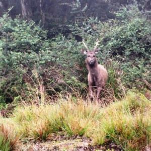 Big male Sri Lankan sambar deer (Rusa unicolor unicolor)