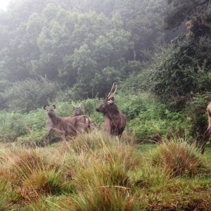 Herd of Sambar feeding in the early morning at Horton Plains