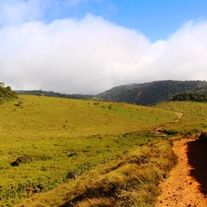 Path leading through Horton Plains