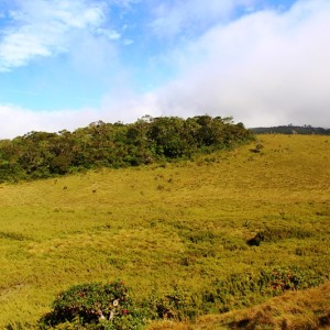 Montane grasslands