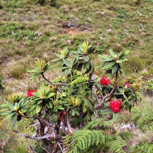 The very beautiful Rhododendron arboretum that grows at high altitude