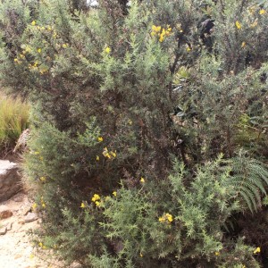 European gorse (Ulex europaeus) also threatens the biodiversity of Horton Plains