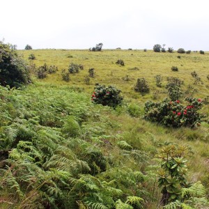 Pteridium aquilinum an invasive species in Horton Plains that threatens the biodiversity of the unique region