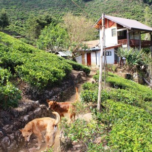 Walking in the tea estate