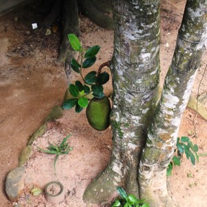 Awesome Jackfruit