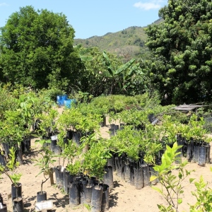 Local nursery for citrus and other trees