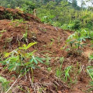 Young Cassava plants