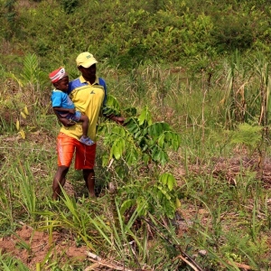 His first growing Inga tree