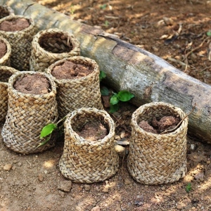 Local woven pots replace the plastic kind