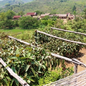 Nusery plants for the Agroforestry projects