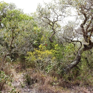 Tapia forest - home of the silk worm