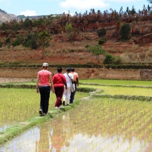 Walking through the rice fields