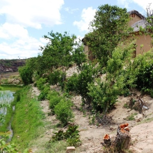 Citrus trees planted at nursery used for grafting and supply to locals