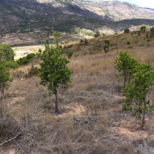 Tapia tree plantings after 5 years