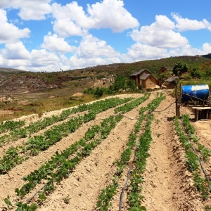 Simple irrigation techniques