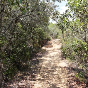 Remnant intact Tapia forest