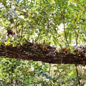 Epiphytic orchids in the Tapia forest