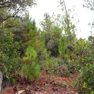 Tapia forest infested with pine trees