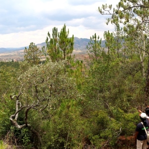 Tapia forest infested with exotic pines