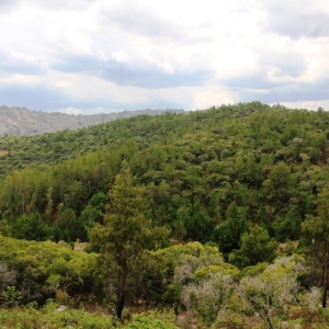 Lookout on Tapia forest infested with pines