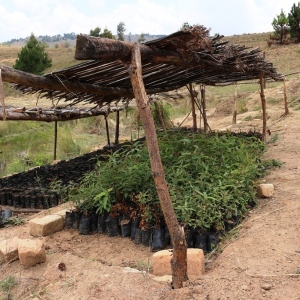 Local nurseries established to provide local and exotic species for reforestation