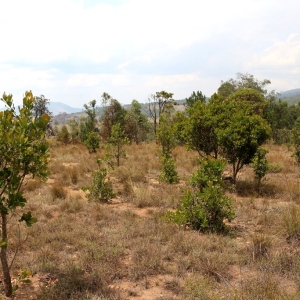 Tapia reforestation showing variable establishment