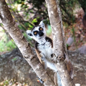 Curious ring-tailed lemurs