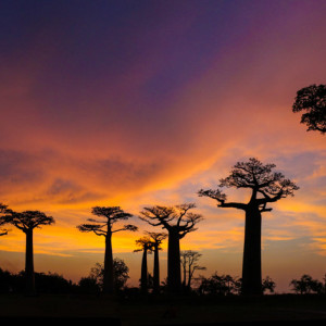 Sunset at alley of the Baobabs