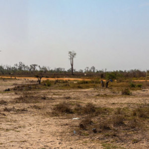 Landscape cleared of deciduous forest and only fallow agricultural land remains with scattered baobabs