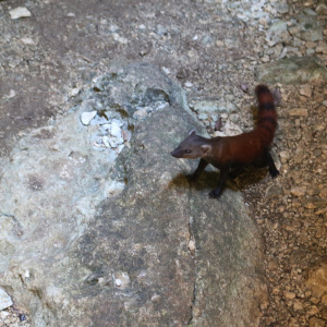 Ringtailed mongoose