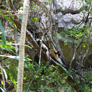 Red-fronted brown lemur lazing