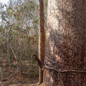 a very happy baobab