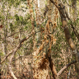 Vazah (white stranger) tree - looks like burnt skin