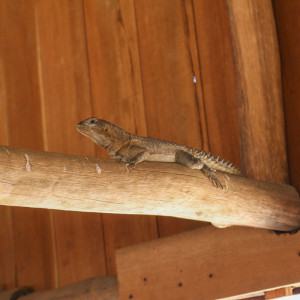 Collared iguanid