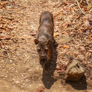 the fossa walked past me - yikes!