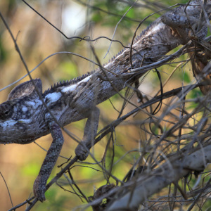 Chameleon - Tanalahy in Malagasy