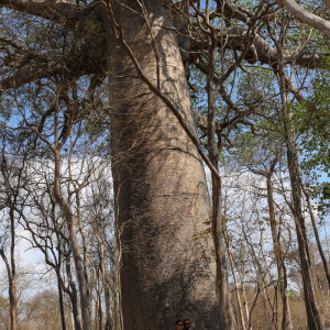 The sacred baobab