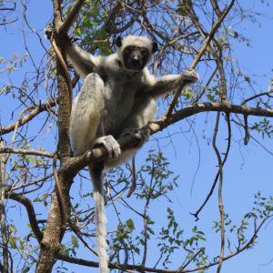 Decken's Sifaka