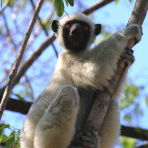 Decken's Sifaka