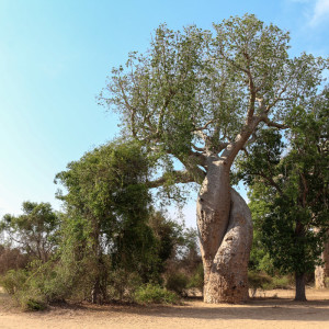 Lovers baobab tree