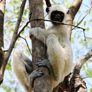 Decken's Sifaka