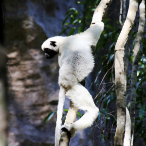 Decken's Sifaka