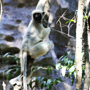 Decken's Sifaka