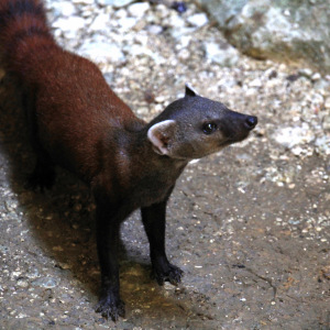 Ringtailed mongoose