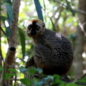 Red-fronted brown lemur